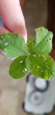 Photo of Psychic Glorya G.