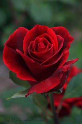 Photo of Rose R.