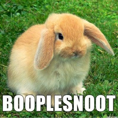 photo of Booplesnoot N.
