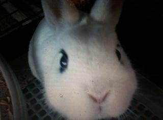 Photo of Chi P.