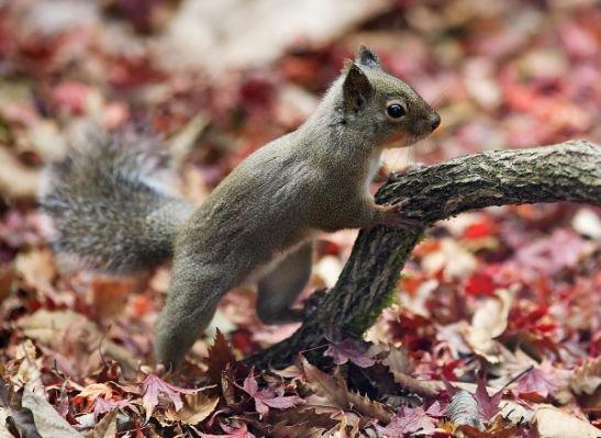 Photo of Squirrel G.
