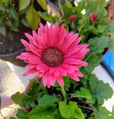 CEFCU, 3301 N Woodford St, Decatur, IL 62526, US - MapQuest