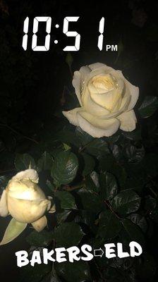 Photo of Marisol S.