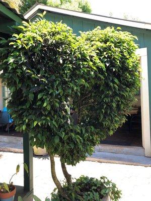 Photo of Patricia G.