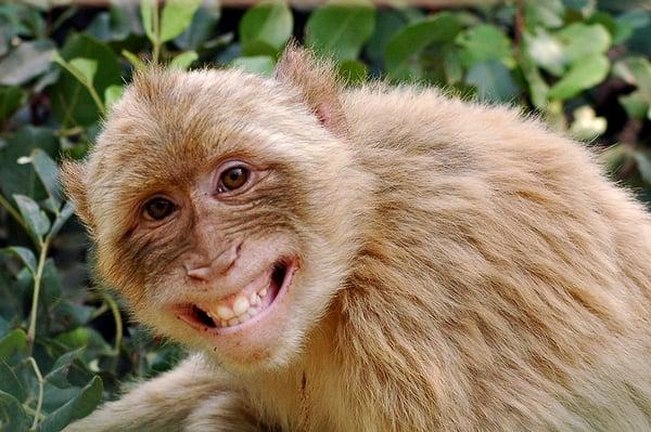 Photo of Monkey Girl R.