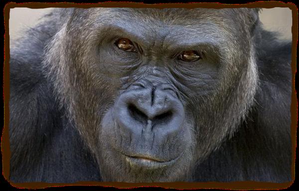 Photo of N D R.