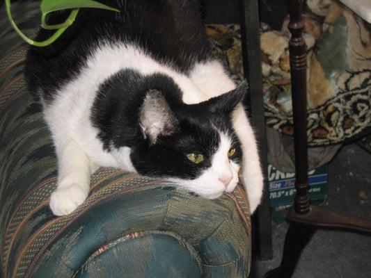 Photo of Tawynia B.