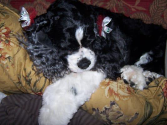 Photo of Cheryl S.