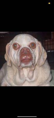 photo of Shaquille O.