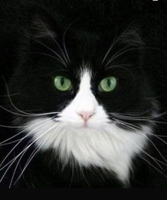 Photo of J A.