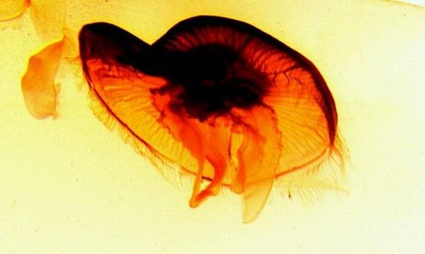 photo of Stephanie M.