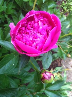 photo of Kathleen O.