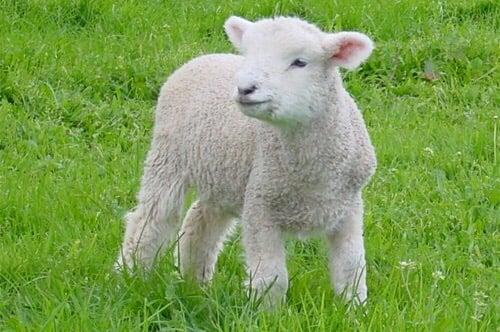 photo of Upeedina L.