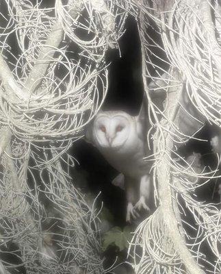 Photo of Zahra H.