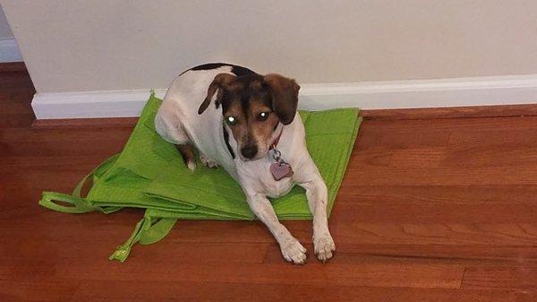 photo of Dominick R.