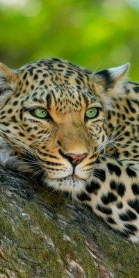 photo of ChrisTeen T.