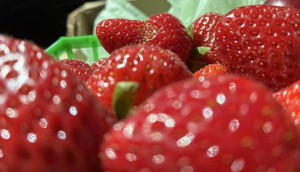 photo of Kimberlee D.