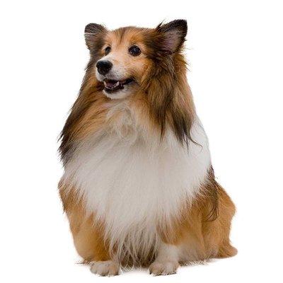 photo of Tuckahoe H.