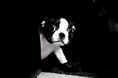 Photo of Jennifer D.