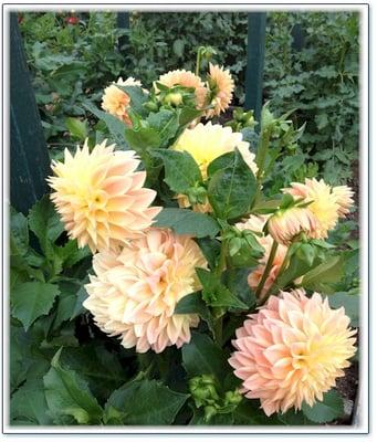 photo of Elizabeth W.