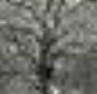 photo of American P.