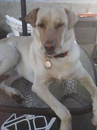 photo of Pierce B. M.