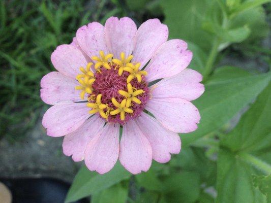 Photo of Courtney J.