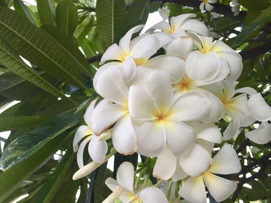 photo of Hawaii Girl Y.