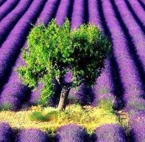 photo of Virginia L.