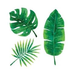 photo of Dr Steve R.