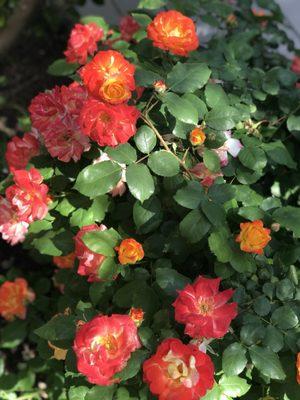 photo of Danyelle A.