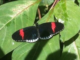 photo of Christine A.