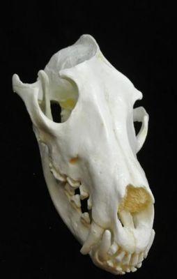 Photo of J. S.