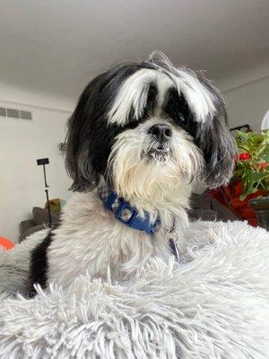 Photo of Shea O.
