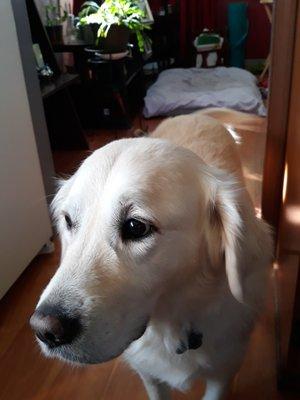 Photo of Francine D.