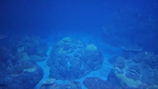 photo of super star g.