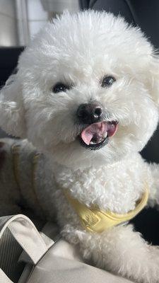 Photo of So Yi P.