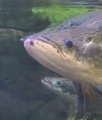 Photo of Opinionatedfish T.