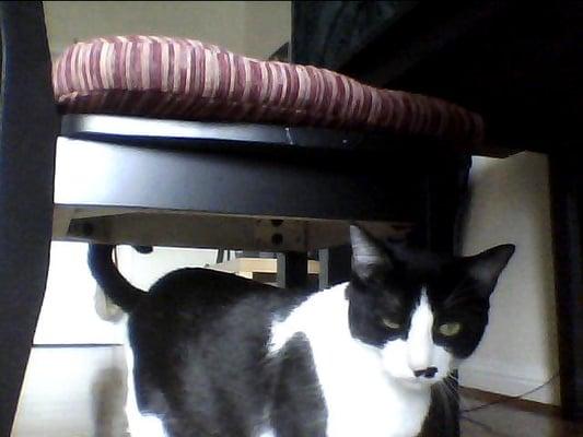 Photo of Lola K.
