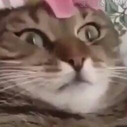 Photo of Nicholas D.