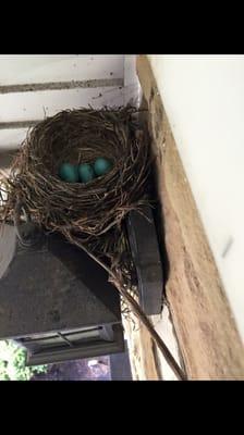 photo of Priscilla V.