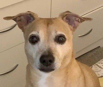 photo of Krazy4K9 S.