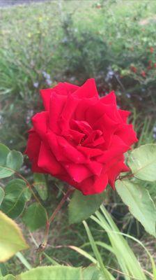 photo of Missholani L.