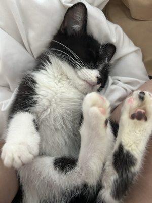 photo of Śāradīya R.