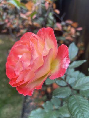 photo of Yolietta S.