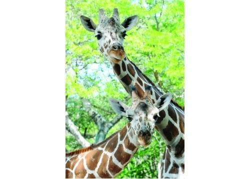 Photo of Victoria T.