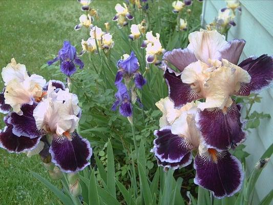 Photo of San Juana G.