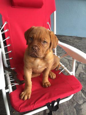 Photo of beanie b.