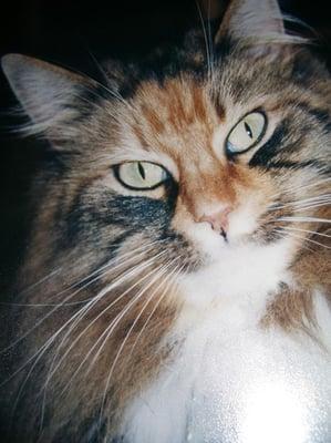 Photo of Katwoman P.