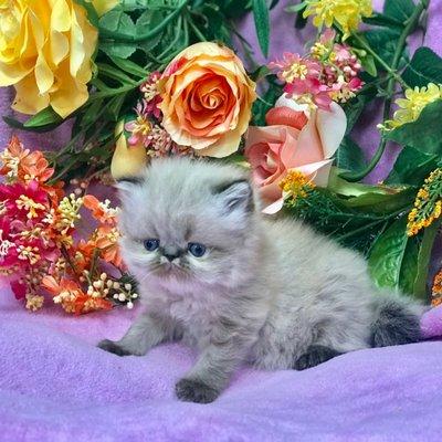 photo of Khloes Kittens K.